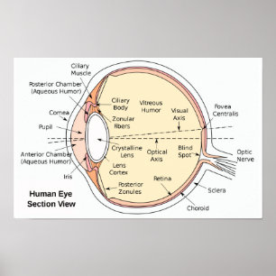 Poster Menschliches Auge Anatomisches Diagramm