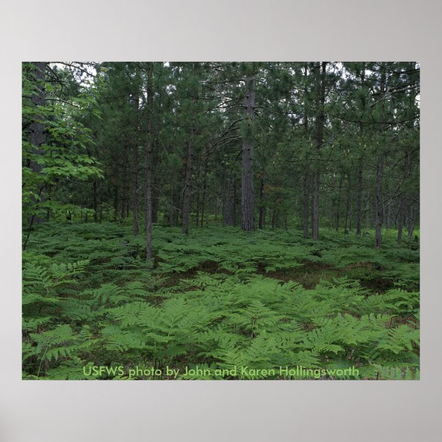 Poster / Michigans Seney National Wildlife Refuge (Vorne)