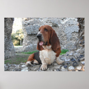 Poster mit Basset Hound Burg Ruin