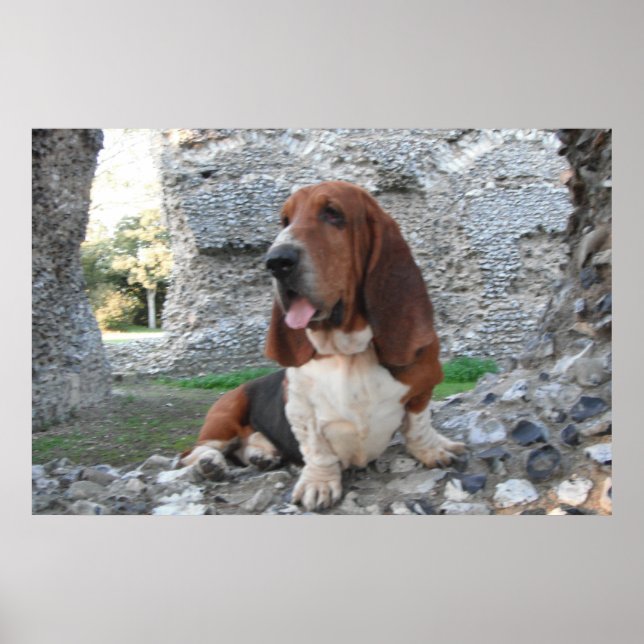 Poster mit Basset Hound Burg Ruin (Vorne)