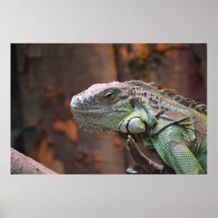 Poster mit farbiger Iguana-Eidechse