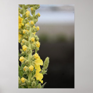 Poster mit Orange Königskerze Blumen