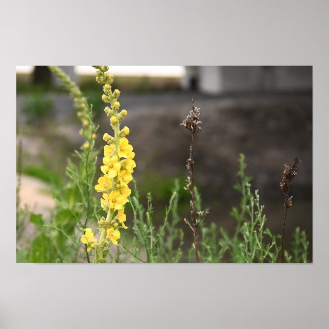 Poster mit orangefarbenen Königskerzenblüten (Vorne)