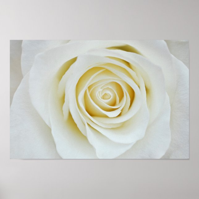 Poster mit Rosa Blume (Vorne)