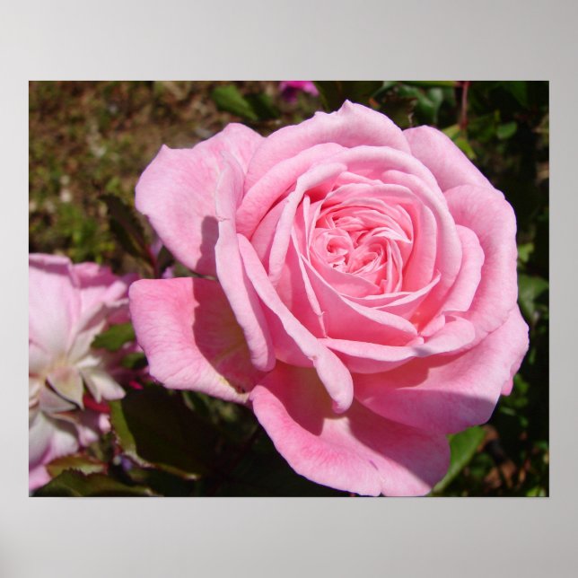 Poster mit rosa Rosen, Frühlingsblumen und Garten (Vorne)