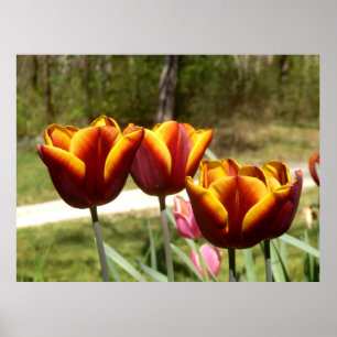 Poster mit roten und gelben Tulpen