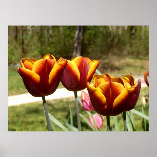 Poster mit roten und gelben Tulpen (Vorne)
