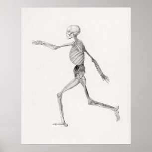 Poster mit Vintage-Anatomie-Illustrationen