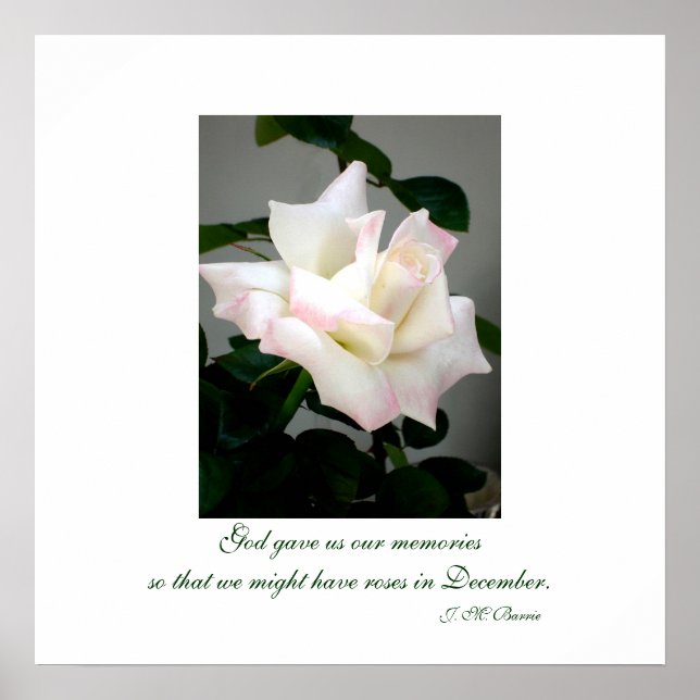 Poster mit weißer Rose/Print (Vorne)