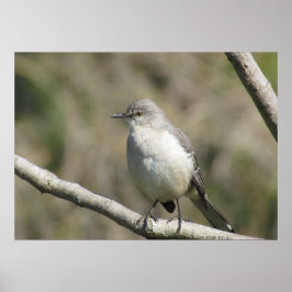 Poster - Mockingbird