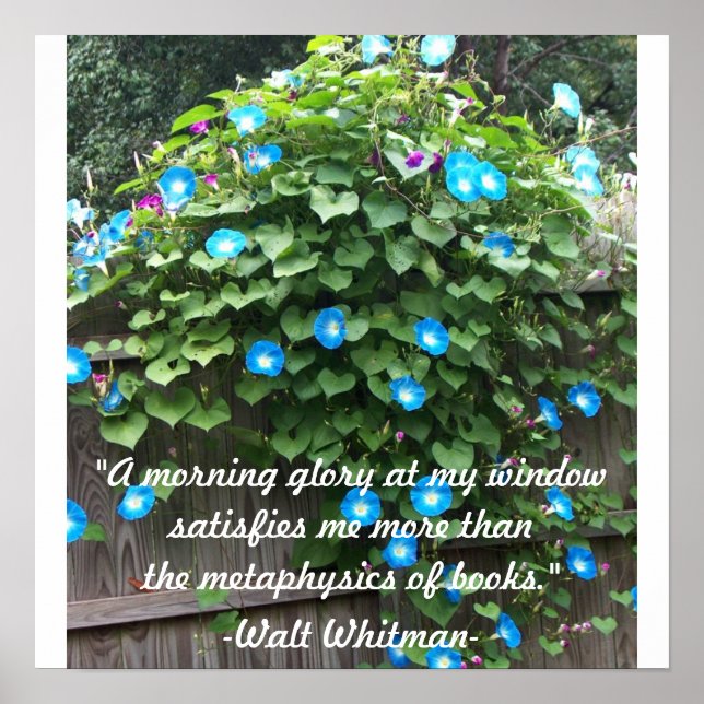 Poster/Morgenglorie Poster (Vorne)