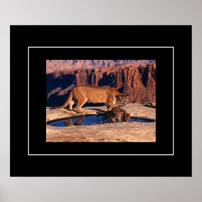 Poster-Mountain Lion & Cubs Poster (Vorne)