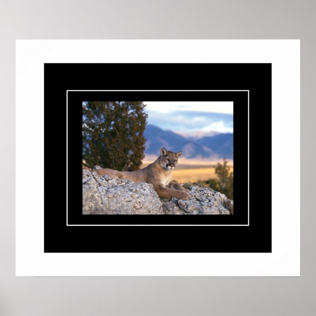 Poster-Mountain-Lion Poster (Vorne)