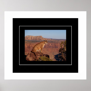 Poster-Mountain-Lion Poster