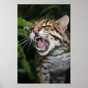 Poster - Ocelot snarl