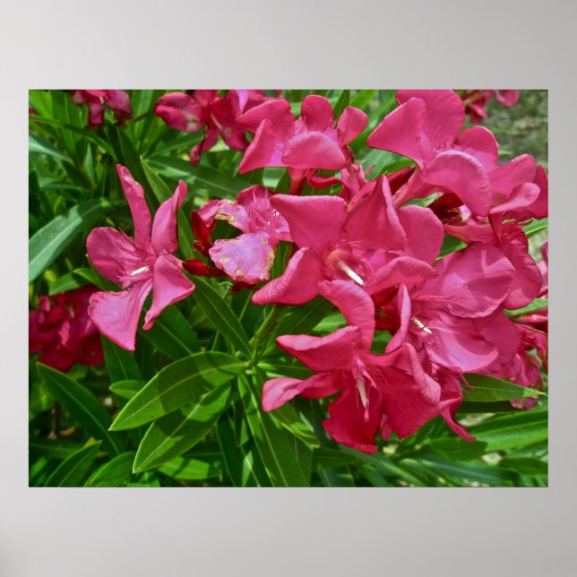 Poster Oleander (Nerium oleander) Blüten (Vorne)