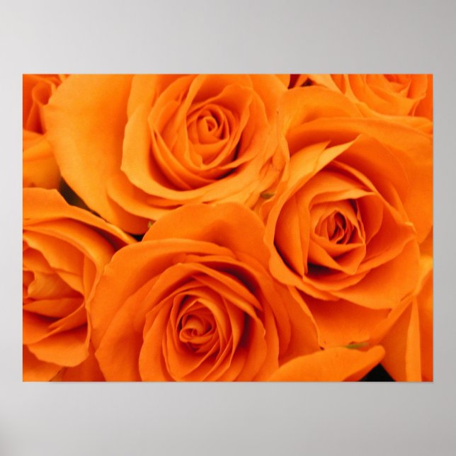 Poster, orange Rose Poster (Vorne)