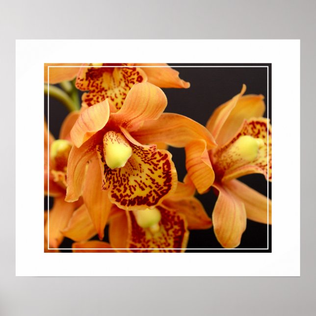 Poster-Orchid-Blume Poster (Vorne)