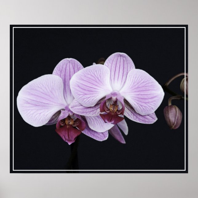 Poster-Orchid-Blume Poster (Vorne)