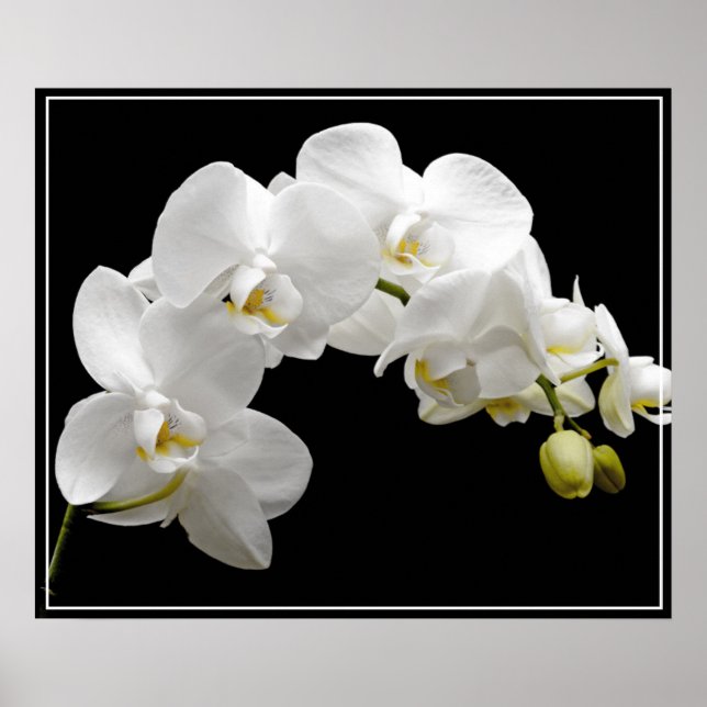 Poster-Orchid-Blume Poster (Vorne)