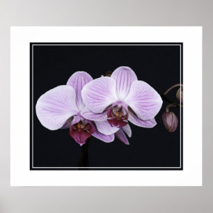 Poster-Orchid-Blume Poster
