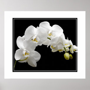 Poster-Orchid-Blume Poster