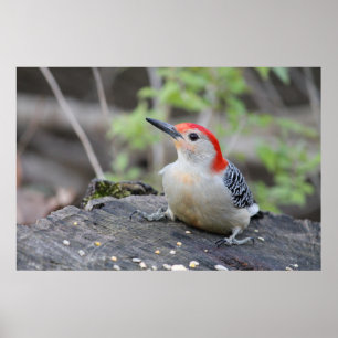 Poster Paper (Matte) von Red Bellied Woodpecker Va