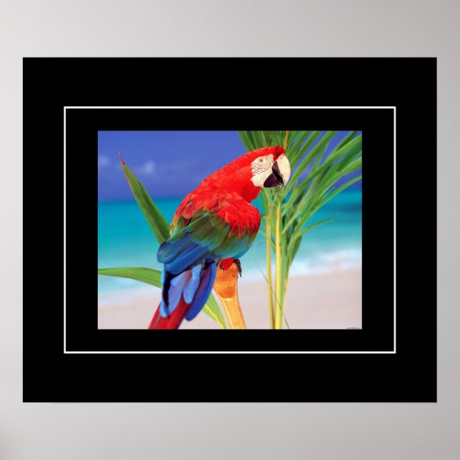 Poster-Parrot Poster (Vorne)