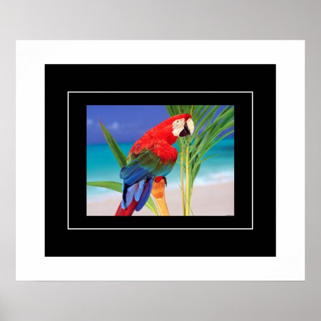 Poster-Parrot Poster (Vorne)