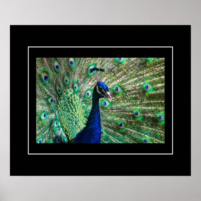 Poster-Peacock Poster (Vorne)
