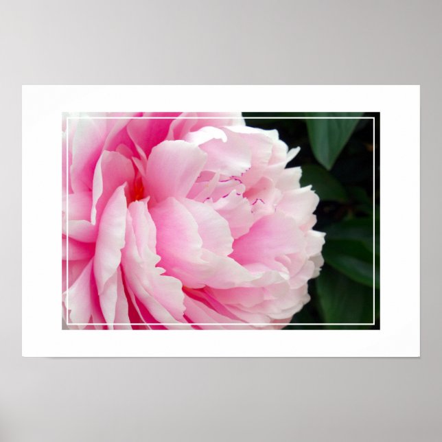 Poster-Peony-Blume Poster (Vorne)