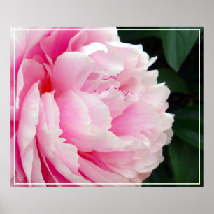 Poster-Peony-Blume Poster