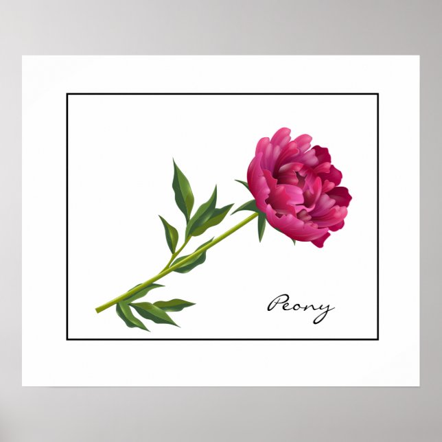 Poster-Peony Poster (Vorne)