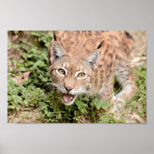 Poster Photo lynx cat , animals.