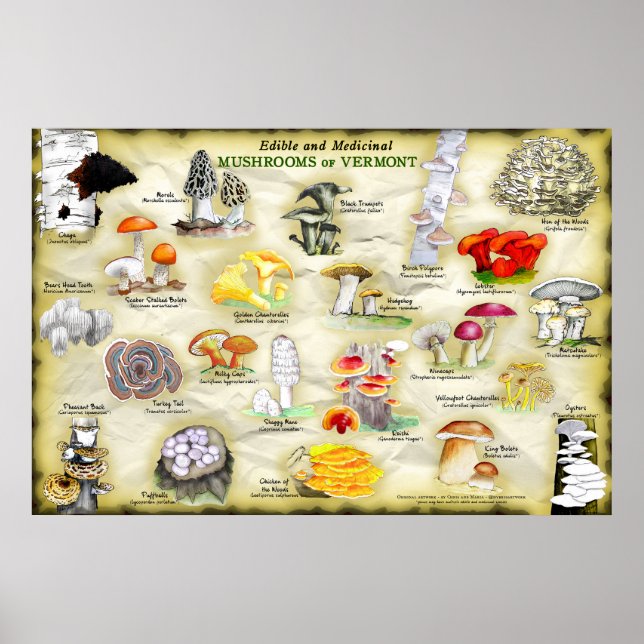 Poster-Pilze aus Vermont Poster (Vorne)