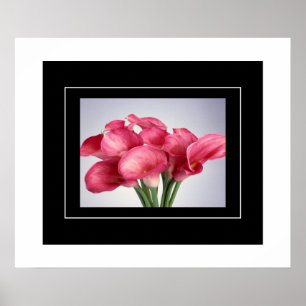 Poster-Pink Calla Lilies Poster