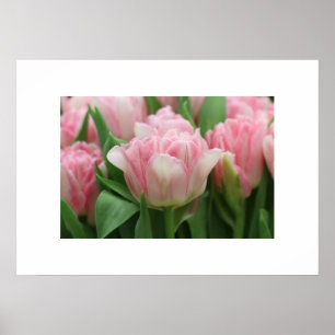 Poster Pink Tulips