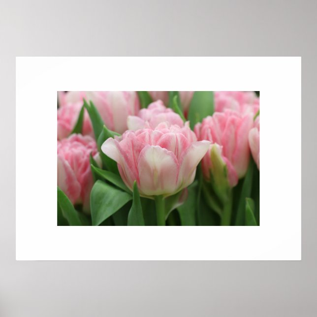 Poster Pink Tulips (Vorne)