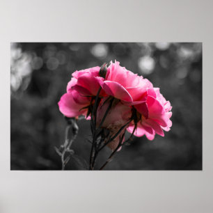 Poster Pinke Rose Eleganz