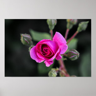 Poster Pinke Rose und Knospen Fotografie