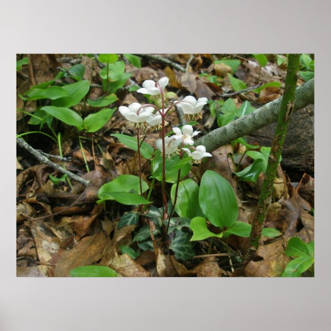 Poster Pipsissewa (Wintegreen) (Vorne)
