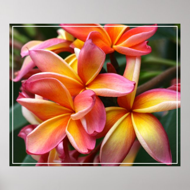 Poster-Plumeria-Blume Poster (Vorne)