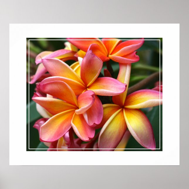 Poster-Plumeria-Blume Poster (Vorne)