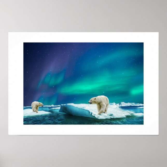 Poster-Polar-Bären Poster (Vorne)