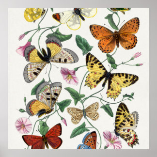 Poster Print Butterfly Vintag Illustration