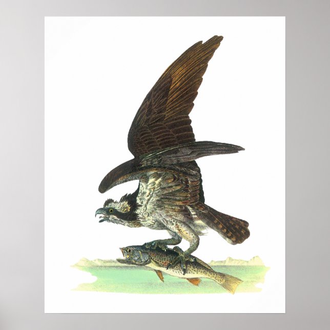 Poster/Print: Osprey - John Audubon Poster (Vorne)