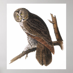 Poster/Prints: Audubon - Great Gray Owl Poster