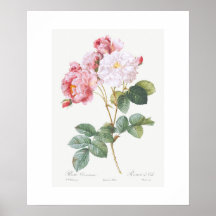 POSTER: REDOUTÉ : PINK ROSEBUSH