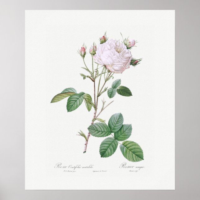 POSTER: REDOUTÉ : WEISSE CABBAGE-ROSE POSTER (Vorne)