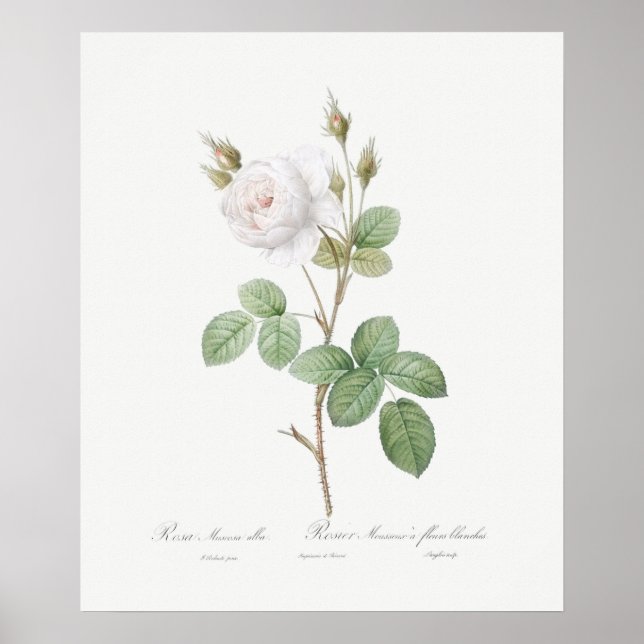 POSTER: REDOUTÉ : WEISSE MOSS-ROSE POSTER (Vorne)